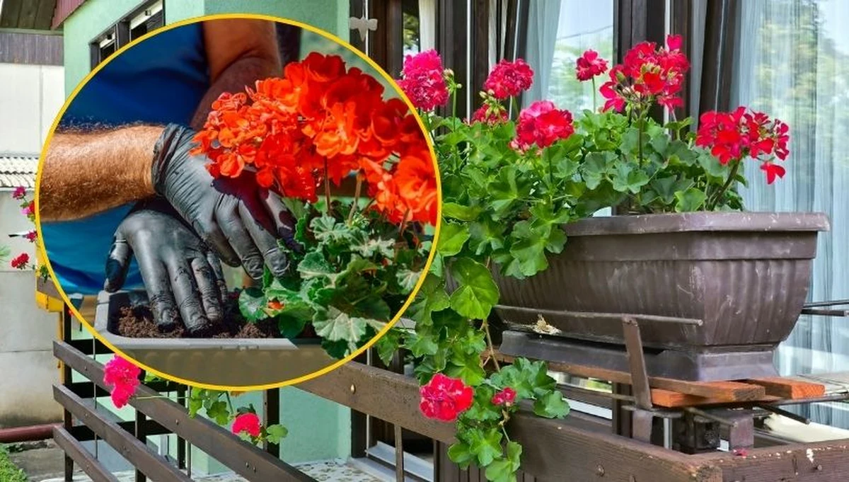 W połowie maja, kiedy wiosna w pełni rozkwita, ogrodnicy i rolnicy z niepokojem spoglądają na prognozy pogody. To czas, w którym według tradycji mogą pojawić się ostatnie wiosenne przymrozki – zjawisko znane jako "zimna Zośka" oraz "zimni ogrodnicy". Czy w 2026 roku powinniśmy się ich obawiać? Jakie rośliny są szczególnie narażone na nagłe ochłodzenie, a które z nich wytrzymają kaprysy pogody? 