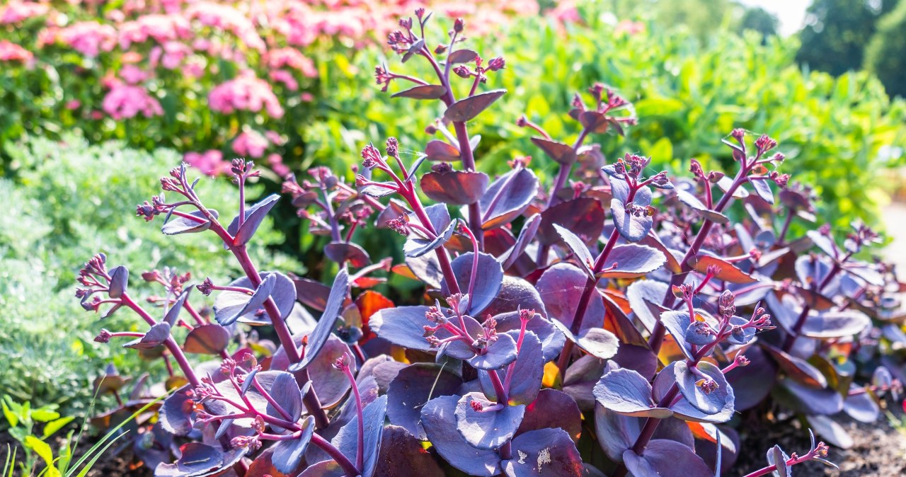 Rabatka "zero podlewania". Te rośliny ozdobią ogród i przetrwają wszystko