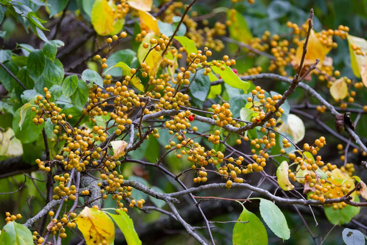 Dławisz okrągłolistny, przez lata ceniony jako efektowna ozdoba ogrodów, od 2027 roku stanie się w Polsce rośliną zakazaną. Unijne przepisy nakładają na właścicieli ogrodów obowiązek całkowitego usunięcia tego inwazyjnego pnącza. Za pozostawienie dławisza grożą wysokie kary finansowe, sięgające nawet miliona złotych. Sprawdź, jak rozpoznać tę roślinę i jak skutecznie się jej pozbyć, by uniknąć problemów.