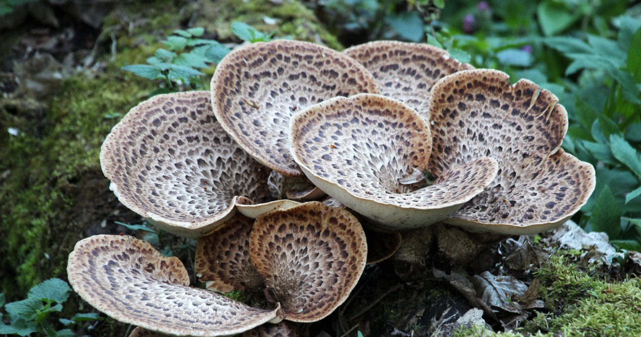 Wiosenny grzyb wygląda jak wachlarz. Najlepiej smakuje z gorącym masłem