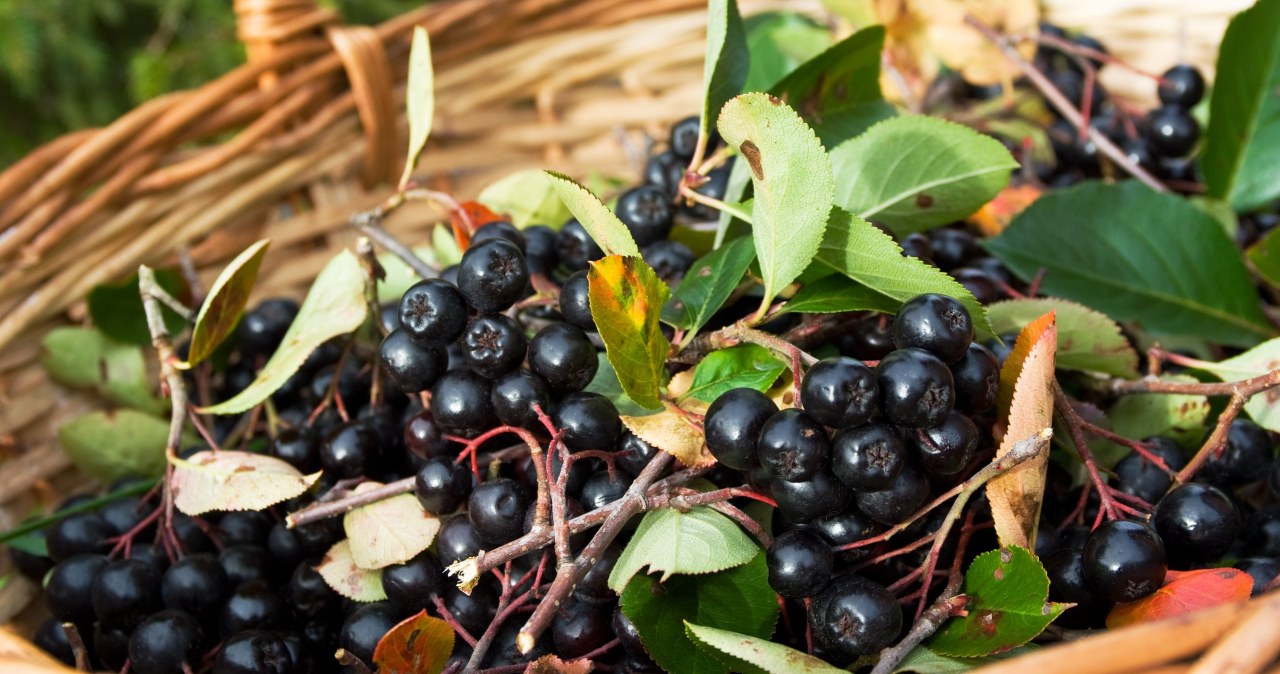 To ostatni moment na cięcie aronii. Dzięki temu zbierzesz pełne kosze