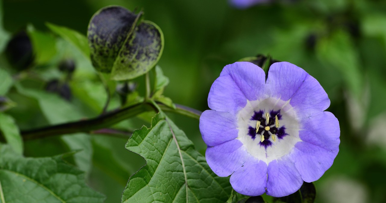 Kolorowe dzwonki kwitną całe lato. Odstraszają z ogrodu uciążliwe owady