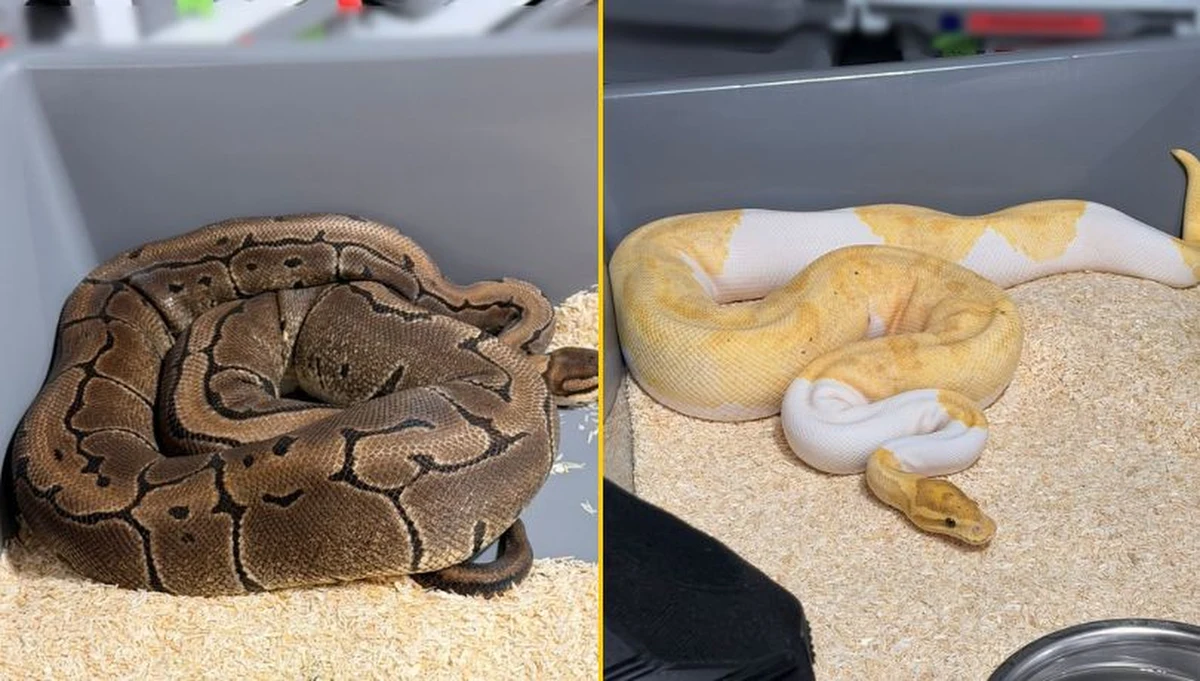 W jednym z budynków na krakowskim Prądniku Białym policjanci zabezpieczyli aż 148 pytonów królewskich. Do niecodziennej interwencji doszło po zgłoszeniu o wężu zauważonym na klatce schodowej. Funkcjonariusze wraz z biegłym weterynarii sprawdzają, czy doszło do naruszenia przepisów Ustawy o ochronie przyrody.