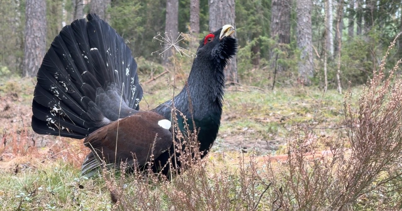 W polskich lasach trwa miłosny spektakl. Wielkie ptaki aż głuchną W polskich lasach trwa miłosny spektakl. Wielkie ptaki aż głuchną