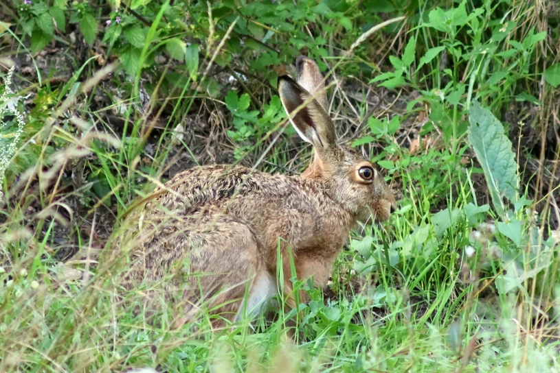 Fotopułapka zarejestrowała najszybsze lądowe zwierzę. Wiesz jak się nazywa?