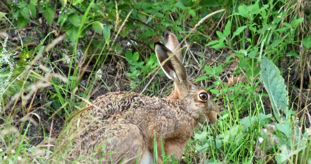 Fotopułapka zarejestrowała najszybsze lądowe zwierzę. Wiesz jak się nazywa?