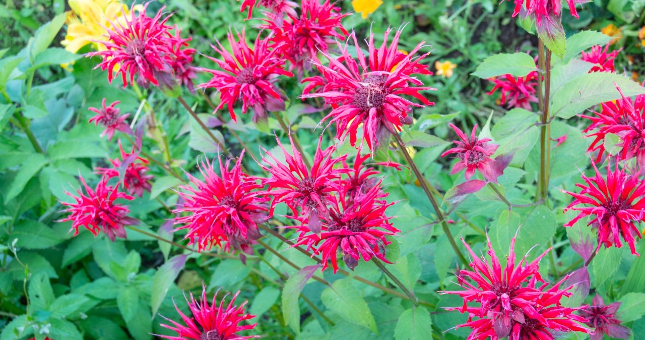 Zbieram i parzę jak herbatę. Działa lepiej, niż melisa