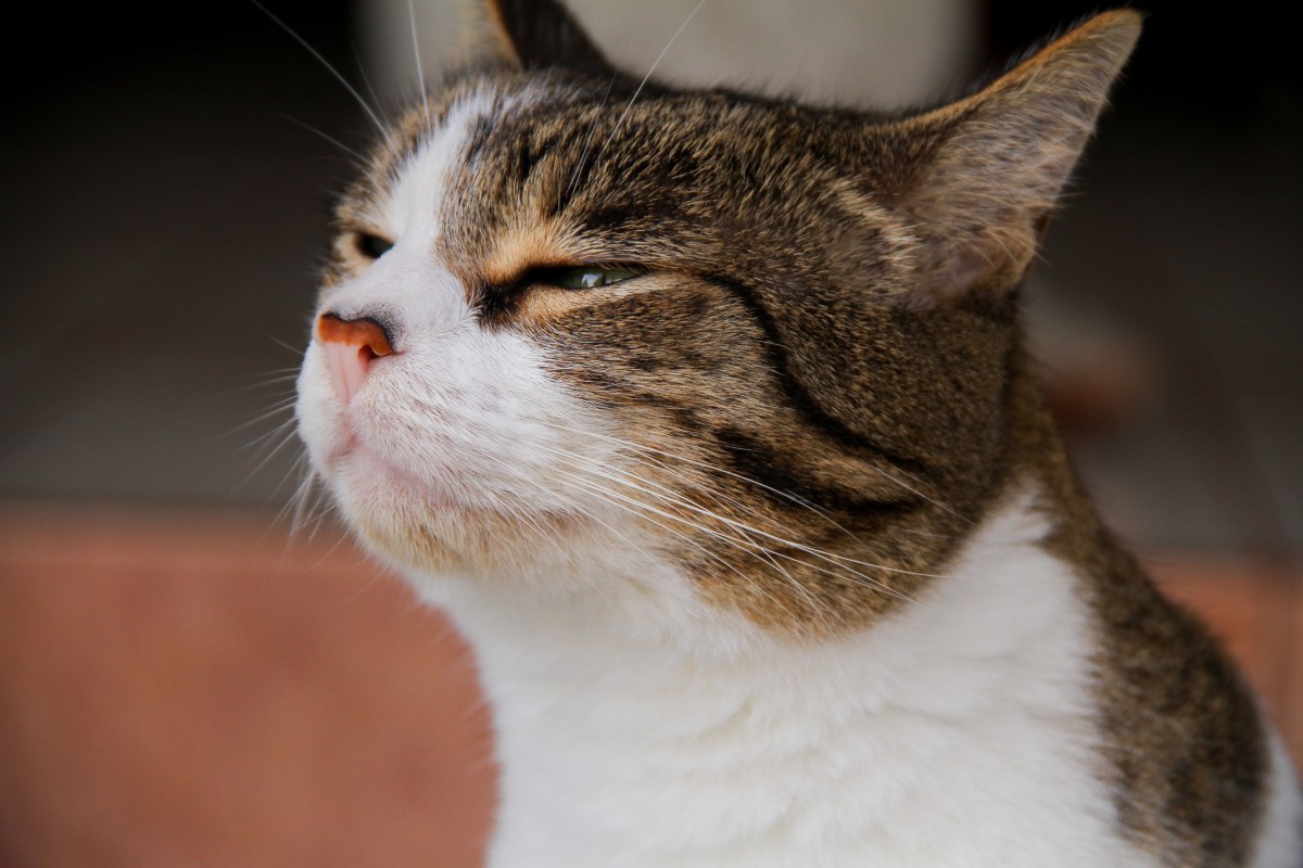 Myślisz, iż kot Cię rozpoznaje? Badania węchu mruczków dają do myślenia