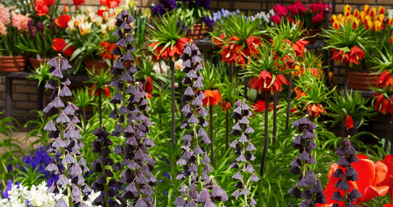 Mało znana roślina ozdobna. Szachownica perska zachwyca kwiatami