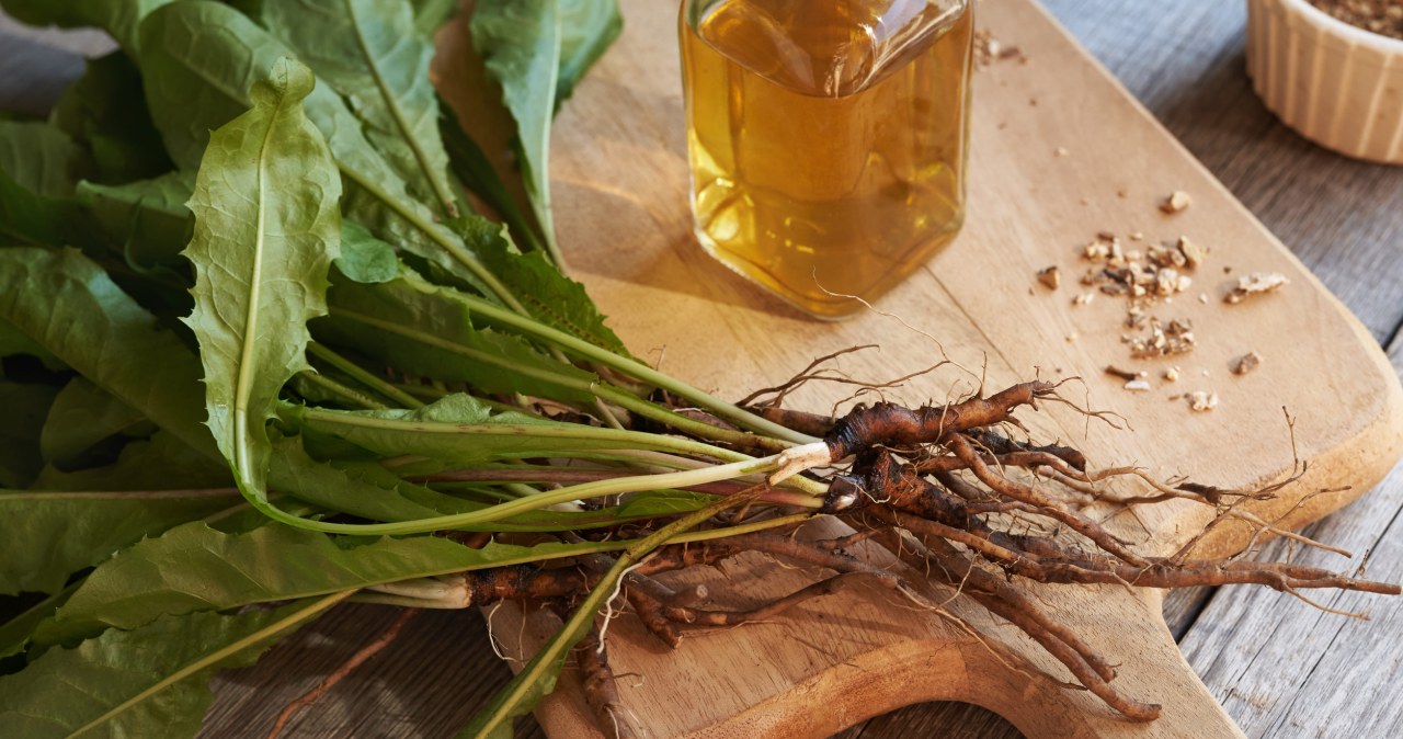 Ten "chwast" rośnie wszędzie. Europejscy kucharze za nim przepadają