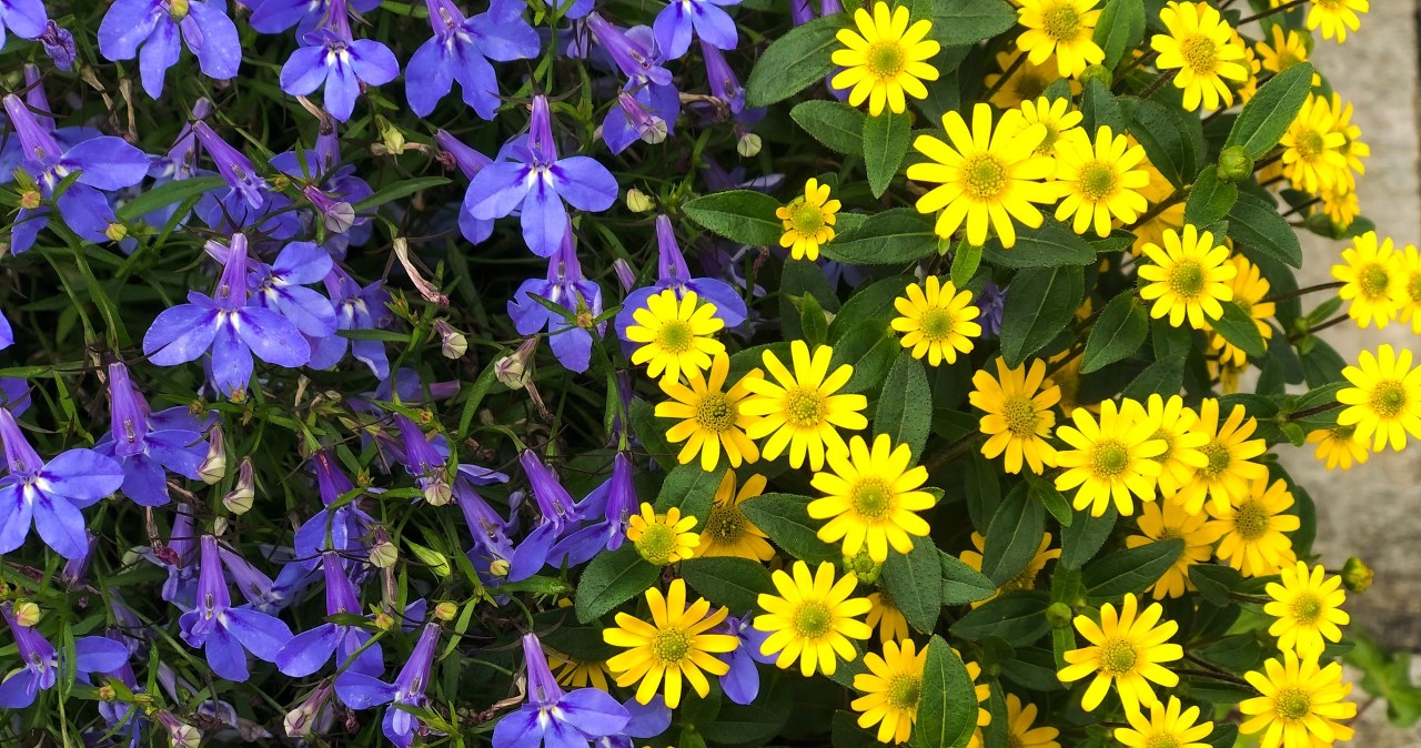 Te kwiaty świetnie sprawdzą się na południowy balkon. Upał im niestraszny
