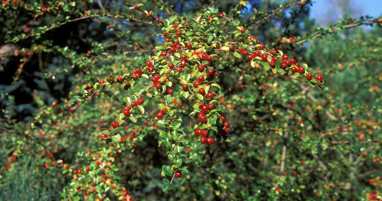 Zastępuje trawnik i nadaje się na żywopłot. Posadź w ogrodzie już wiosną