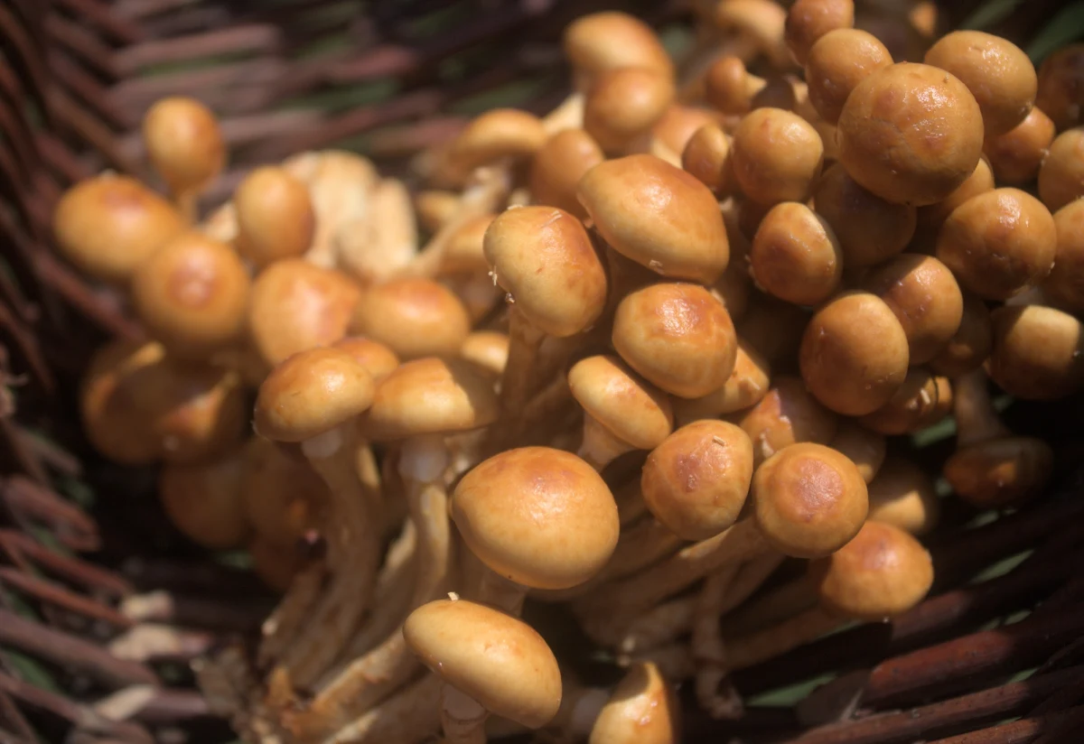 Naturalny śluz z grzybów nameko może zrewolucjonizować oczyszczanie wody z mikroplastiku i nanoplastiku. Japońscy naukowcy doszli do wniosków, że metoda wykorzystująca tę substancję jest nie tylko skuteczna, ale także bezpieczna dla środowiska.