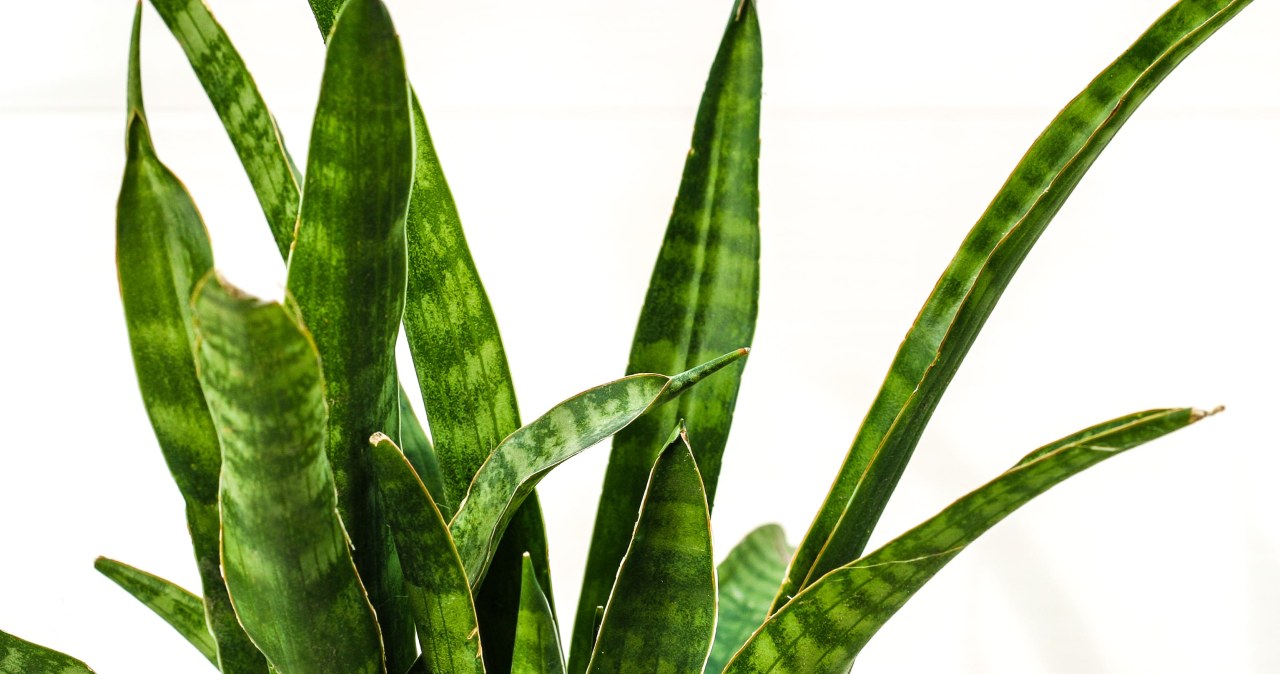 Zacznij podlewać tym sansewierię. Wystrzeli liśćmi jak z procy