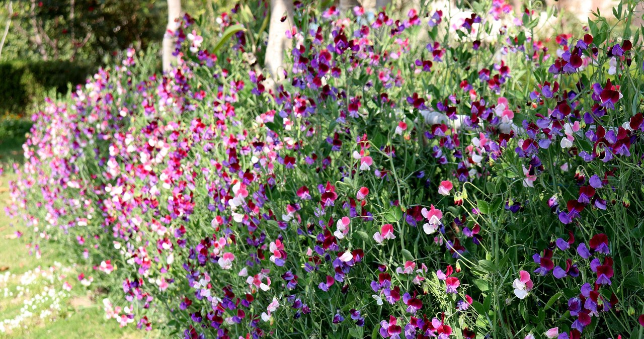 1Ożywi puste przestrzenie i stworzy kolorową ścianę. Kwiaty ma jak motylki