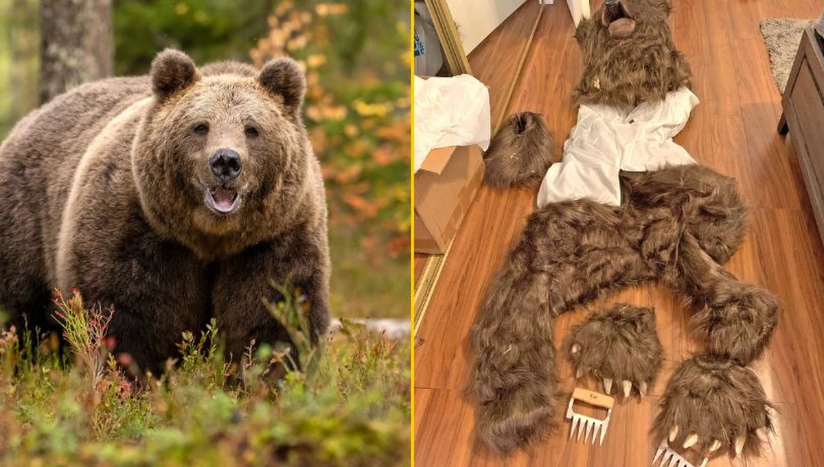 Trzech mieszkańców Kalifornii zostało skazanych za udział w nietypowym oszustwie ubezpieczeniowym. Przebierając się w kostium niedźwiedzia, upozorowali ataki na luksusowe samochody, by wyłudzić odszkodowania. Sprawa zakończyła się wyrokami więzienia i wysokimi grzywnami.