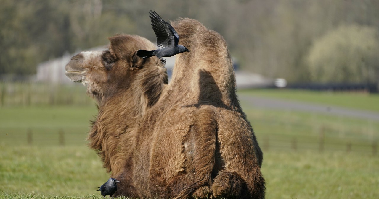 Dlaczego ptaki kradną sierść w polskich zoo? Amok podczas linienia