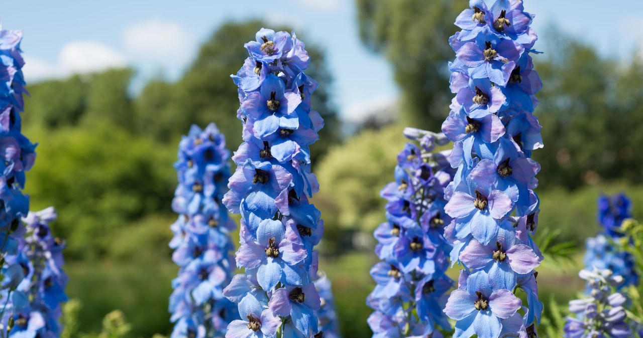 Afrykańska roślina zrobi furorę w ogrodzie. Rabata będzie kwitła na bogato