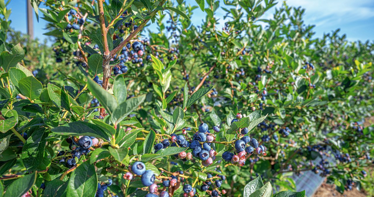 Prosty trik po porannej kawie. Krzewy borówki owocują obficiej