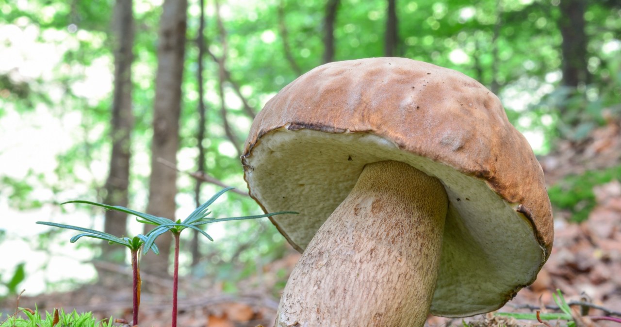 Tego borowika znajdziesz już w lesie. Szykuj duży koszyk