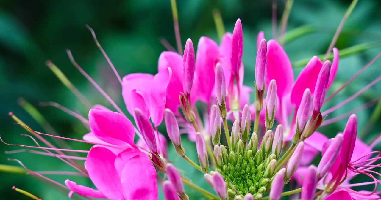 Egzotyczna roślina zachwyca kulistymi kwiatami. Wygląda bajecznie
