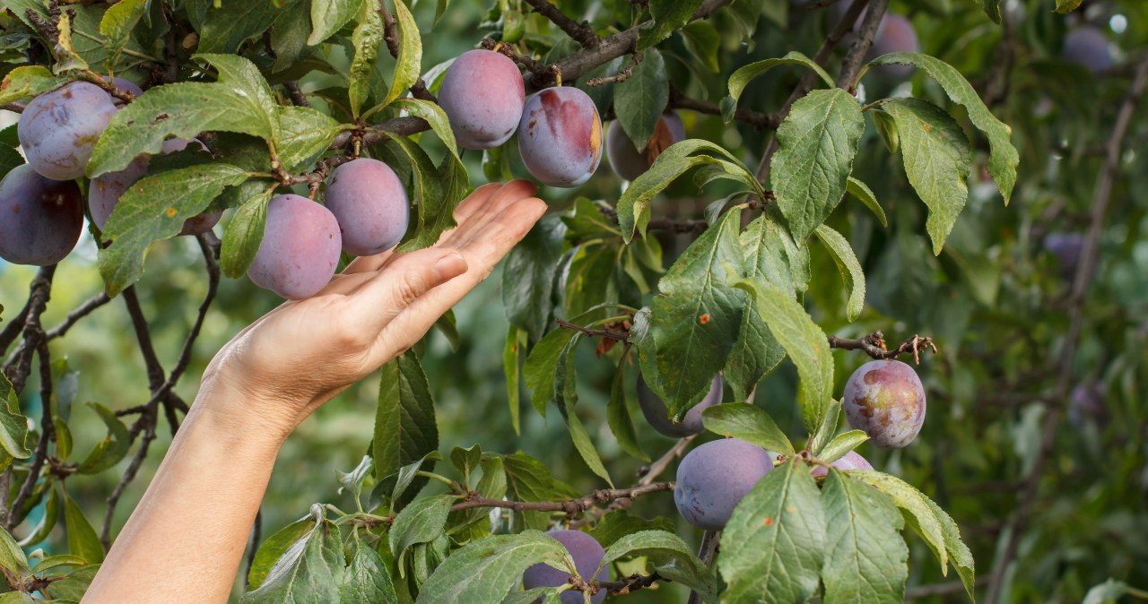 Tym w kwietniu spryskaj śliwę. Owoce ledwo zmieszczą się na gałęziach