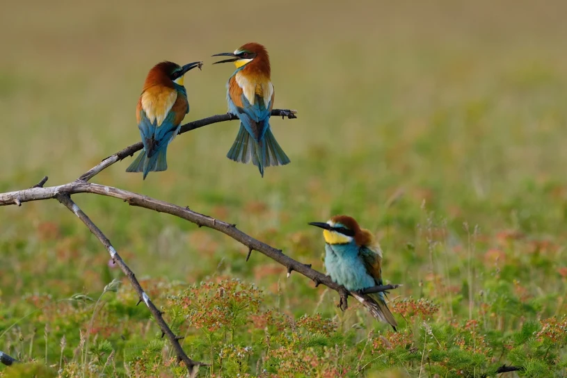 Wyglądają jak tropikalne papugi. Latem upodobały sobie jeden rejon Polski