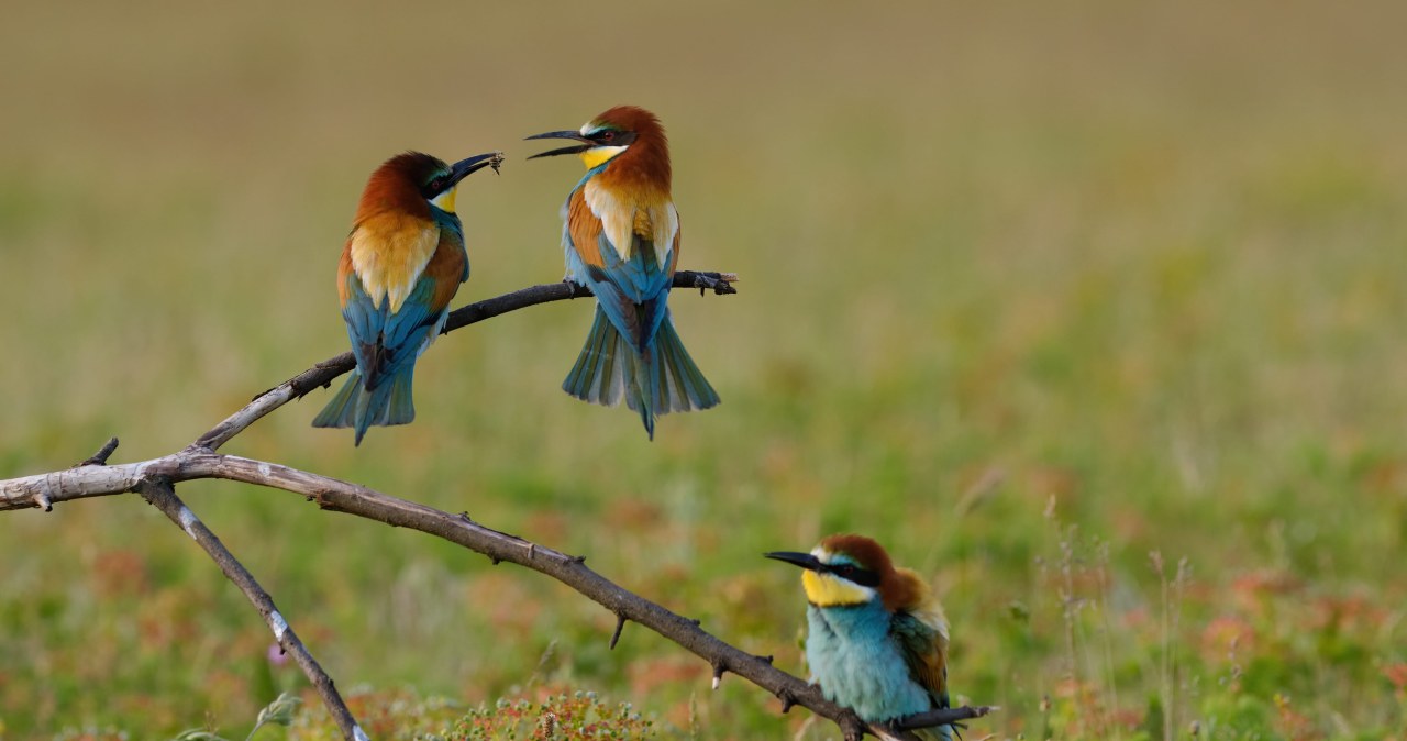 Wyglądają jak tropikalne papugi. Latem upodobały sobie jeden rejon Polski