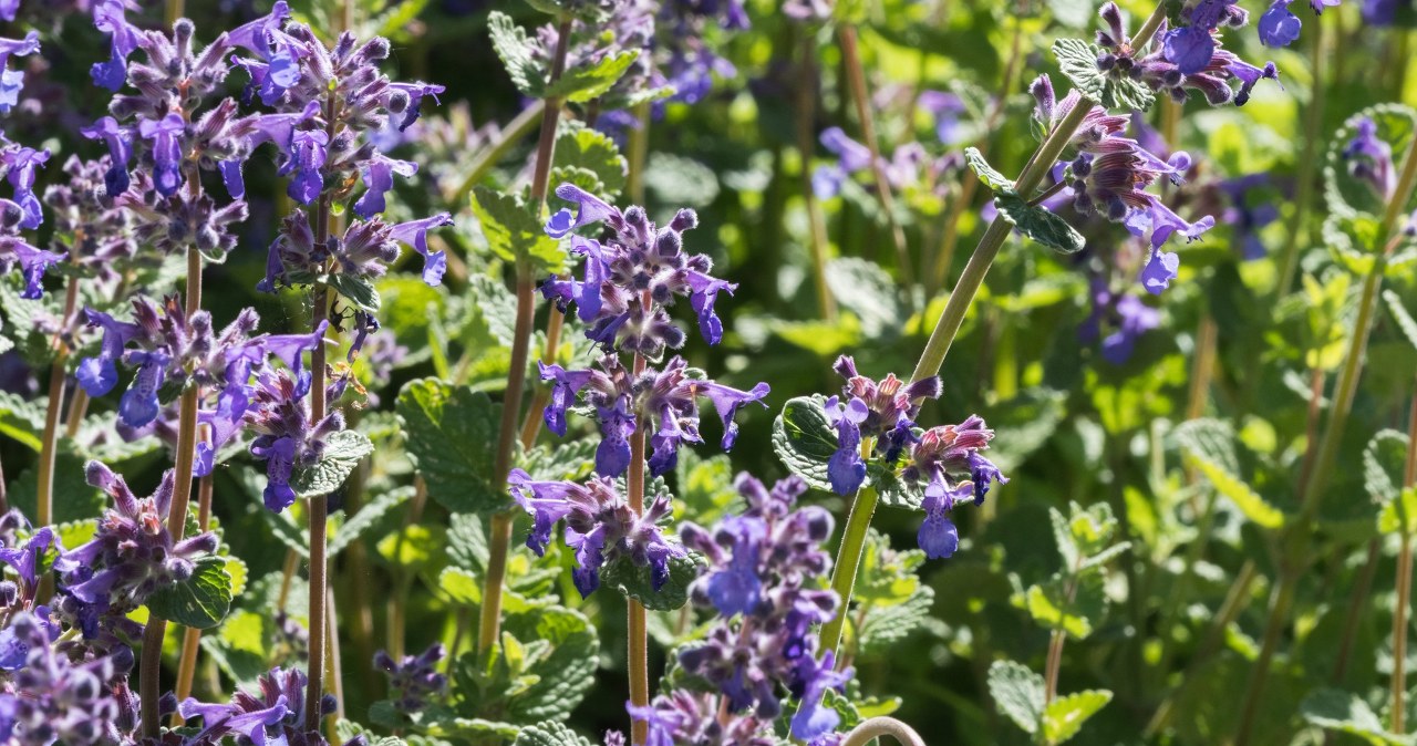 Posadź zamiast lawendy. Zachwyca kwiatami, intensywnie pachnie