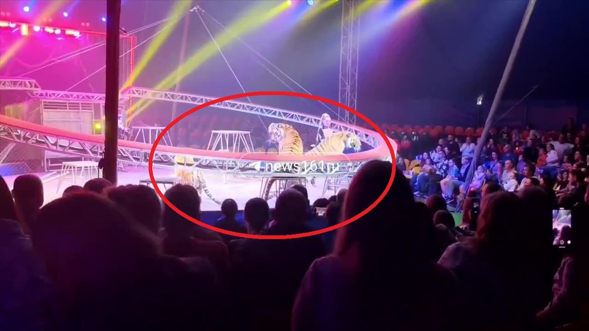 Tygrys uciekł na widownię. Są nagrania z cyrku w Rosji