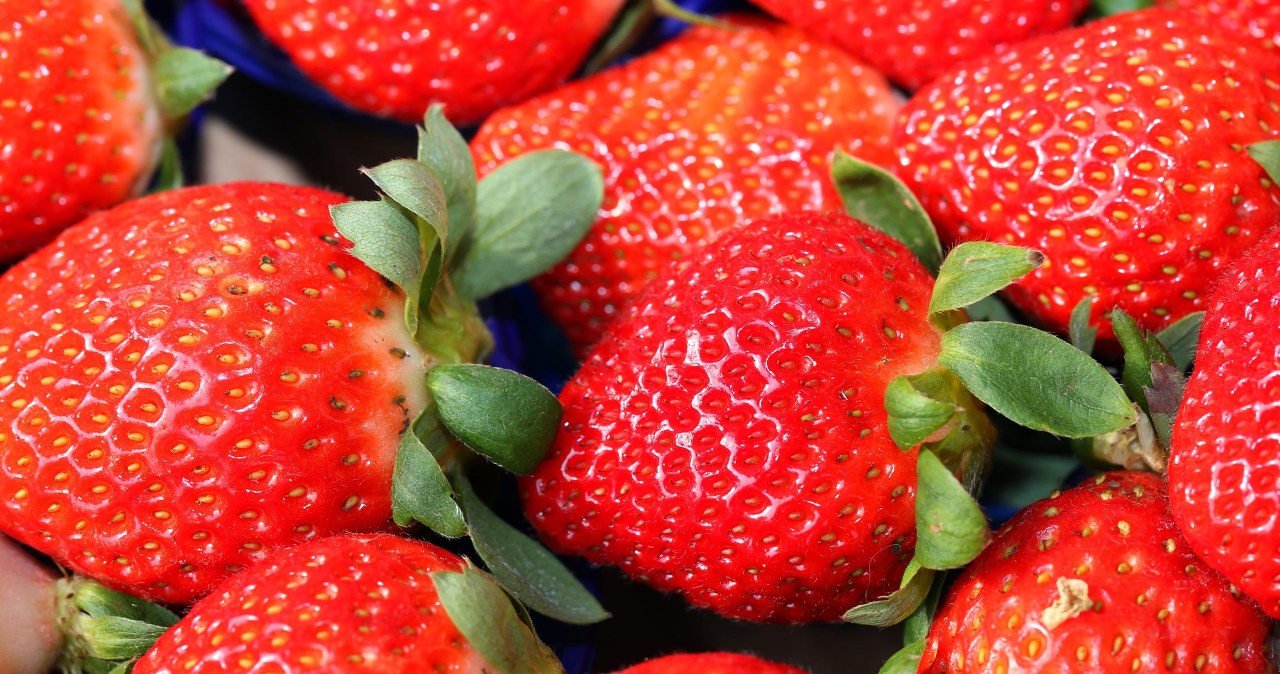 Tylu truskawek nie ma nikt w okolicy. Wszystko dzięki tej odżywce