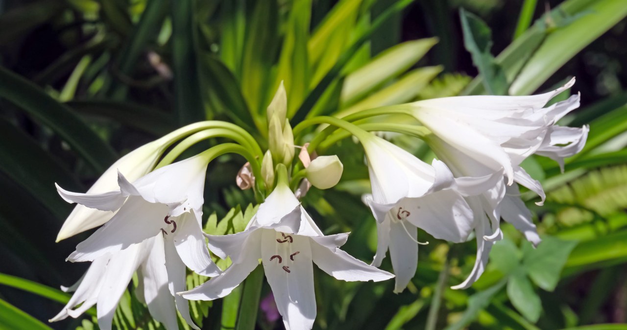 Wygląda jak z rajskiego ogrodu. Wieczorami roztacza słodki zapach