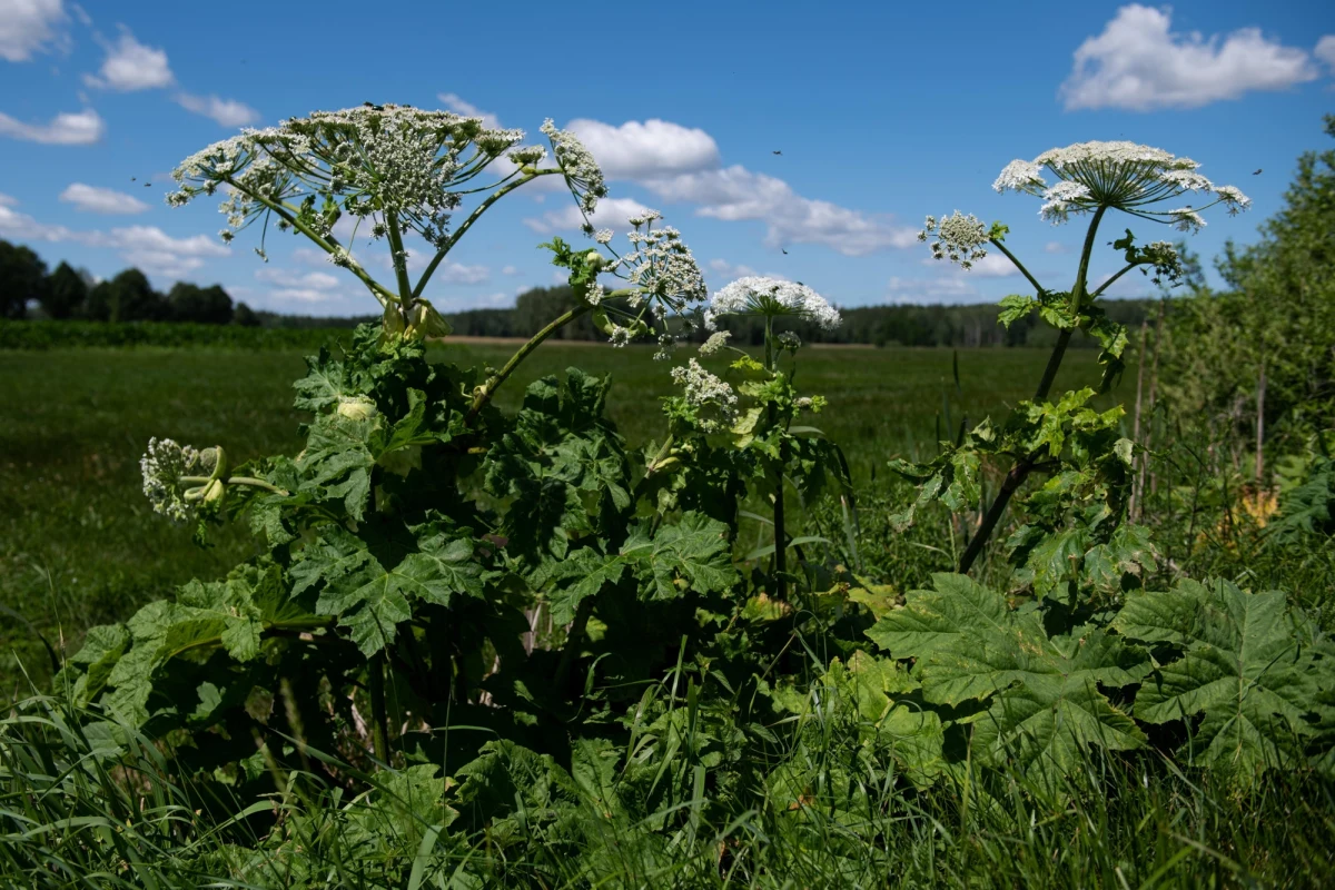 Gatunek inwazyjny staje się problemem, jak wymyka się spod kontroli, bo o ile na naszych ogrodach możemy go jeszcze w jakiś sposób opanować, to jeśli wydostanie się już do dzikiej roślinności i tam przetrwa nasze warunki klimatyczne, to może stać się właśnie inwazyjny i zagrażać naszej bioróżnorodności – powiedział w „Wykładzie otwartym” Radia RMF24 dr inż. Krzysztof Pallot z Centrum Edukacji Przyrodniczej Marcelin. Naukowiec z Wydziału Rolnictwa, Ogrodnictwa i Biotechnologi Uniwersytetu Przyrodniczego w Poznaniu podkreślił jednocześnie, że roślin inwazyjnych w Polsce obecnie nie jest zbyt dużo. „Nie straszyłbym tymi roślinami. Raptem koło 30 jest takich, które rzeczywiście nam zagrażają. Bardziej skupiłbym się na ekspansywności niektórych roślin” – dodał.