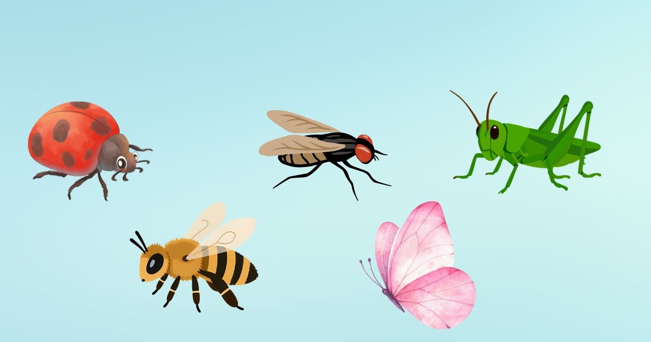 Psychotest: Wybierz owada i sprawdź, czego w sobie nie doceniasz