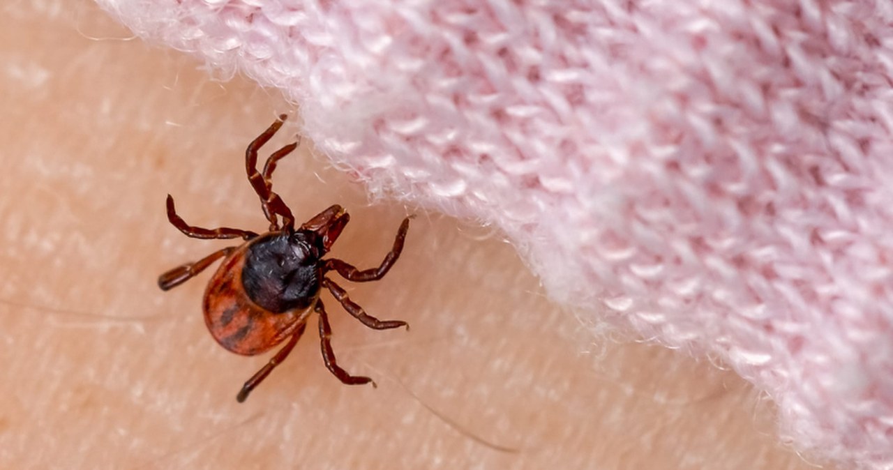 Całe lato noszę te ubrania. Kleszcze się nie zbliżają