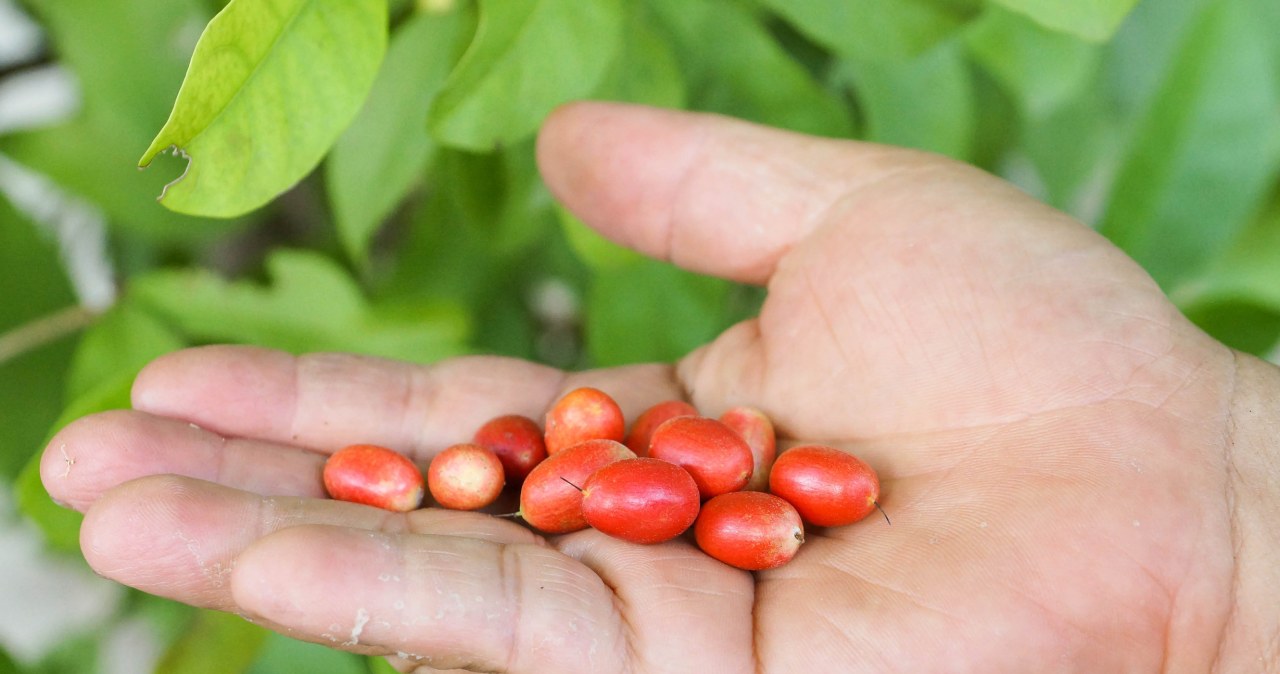 Mało znany owoc zaczyna robić furorę. Potrafi oszukać kubki smakowe