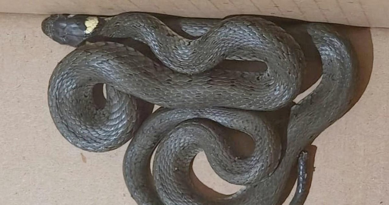 Metrowy wąż w apartamentowcu w Gdańsku. To pożyteczny gatunek