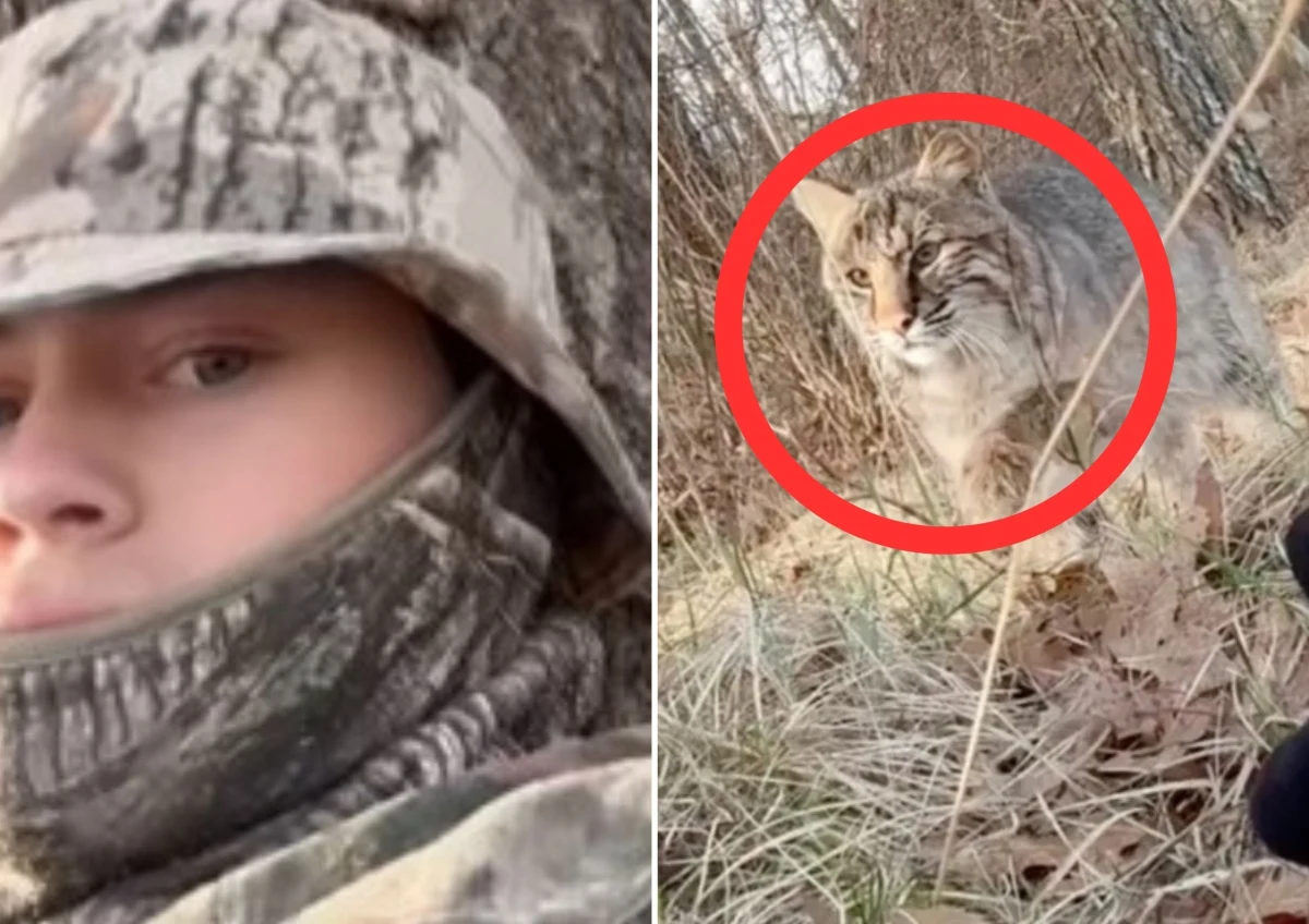 19-letni Carson Bender został zaatakowany przez rysia rudego podczas polowania na indyki w stanie Wisconsin (USA). Nastolatek całe zdarzenie zarejestrował telefonem komórkowym - nagranie szybko stało się viralem. Sprawę opisał "New York Post".