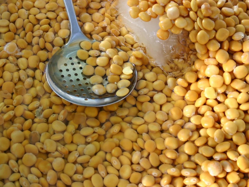 Zdrowszy niż soja i ciecierzyca? Starożytni cenili go za właściwości