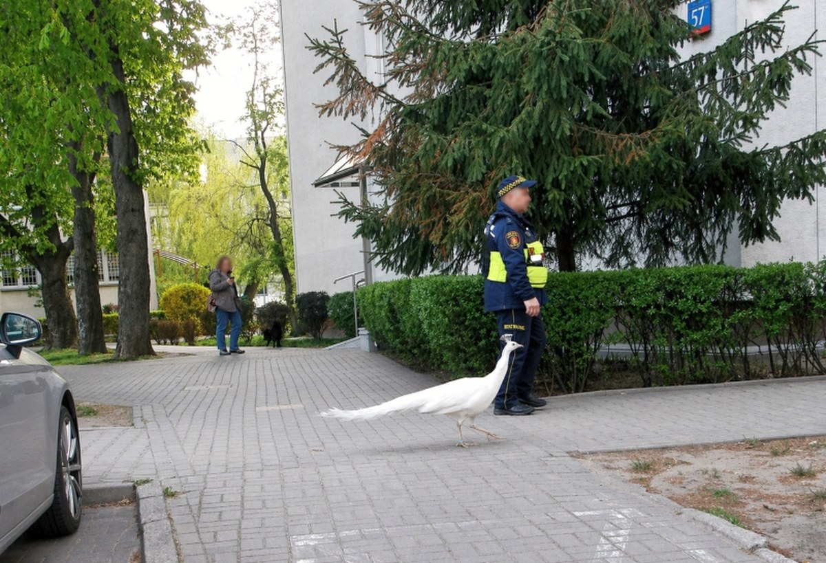 Uciekinier z Łazienek wstrzymał ruch. Konieczna była eskorta