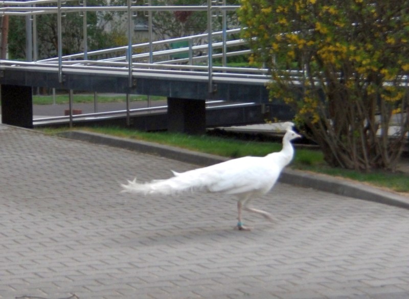 /Straż Miejska Warszawy /