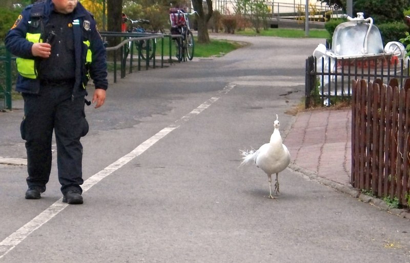 /Straż Miejska Warszawy /