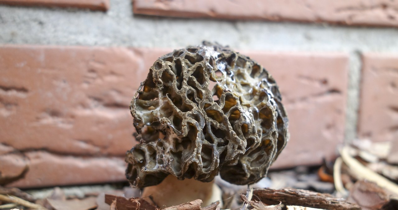 Sprzedają w internecie "polskie trufle". Do ich drzwi może zapukać policja