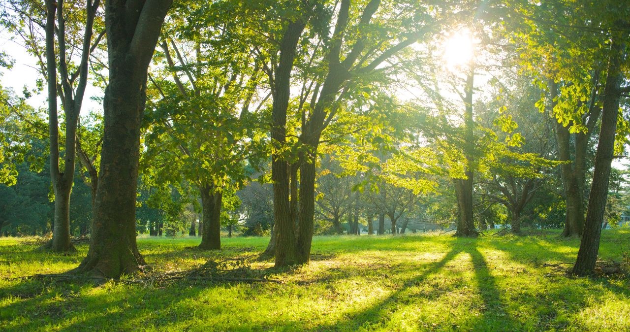 Quiz: Rozpoznasz gatunek drzewa po zdjęciu? Sprawdź swoją wiedzę
