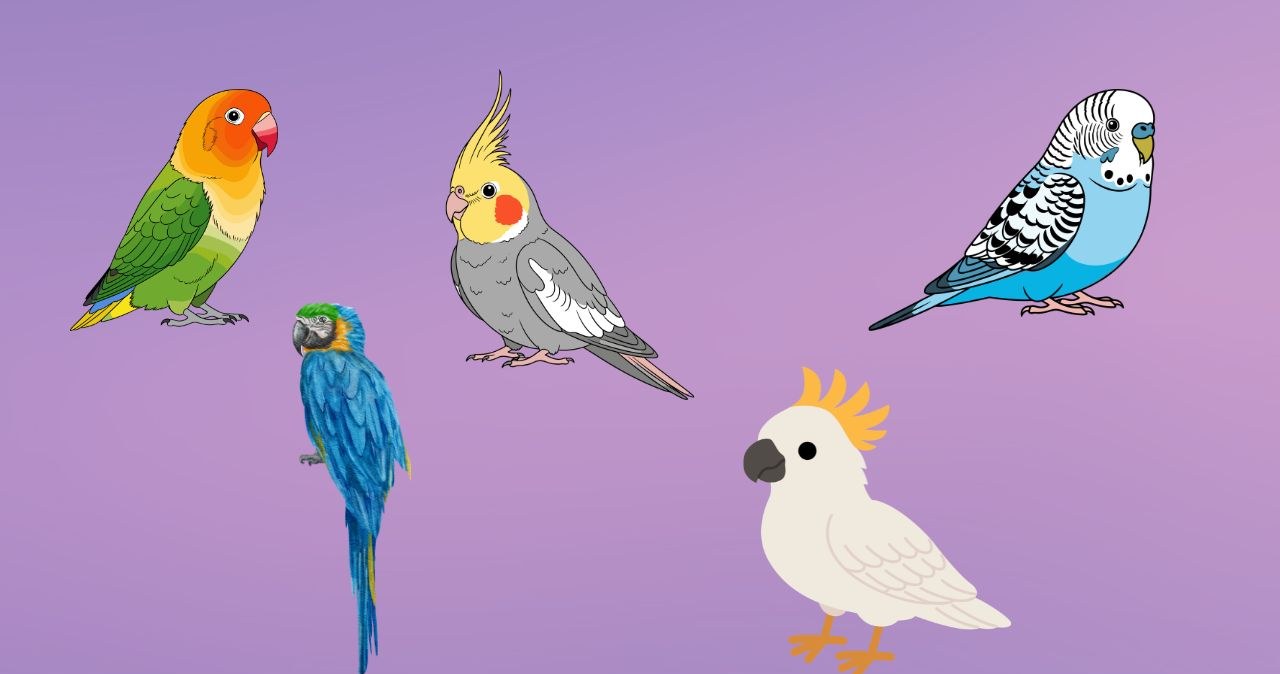 Psychotest: Jak komunikujesz się z otoczeniam? Wybierz papugę i sprawdź to