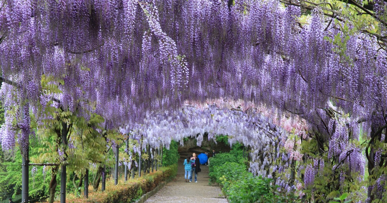 Ten ogród ściąga turystów z całej Europy. Zobacz tę wyjątkową atrakcję