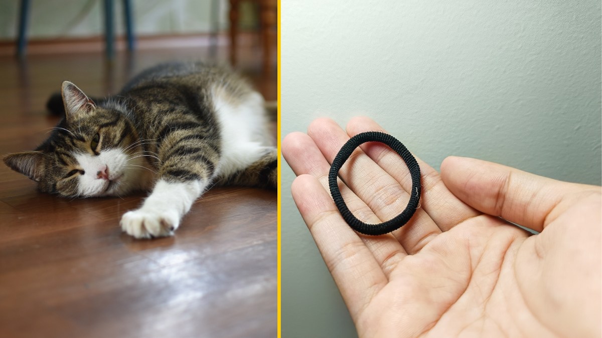 Kot trafił na stół operacyjny: Zjadł 37 gumek do włosów