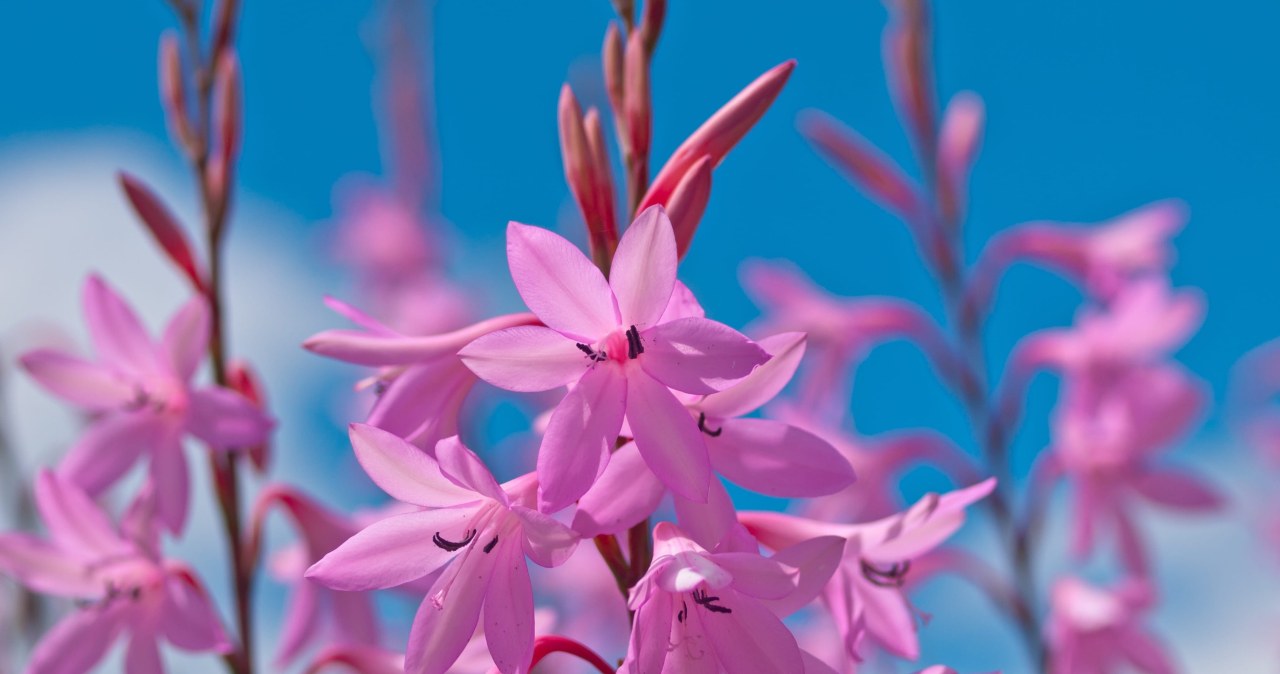 Gaura zachwyca kolorami i motylimi kwiatami. Prawdziwa ozdoba ogrodu