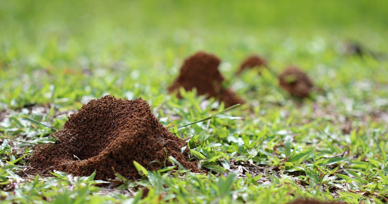 Tak pozbędziesz się mrówek z ogrodu w 1 dzień. Sięgnij po tanie warzywo