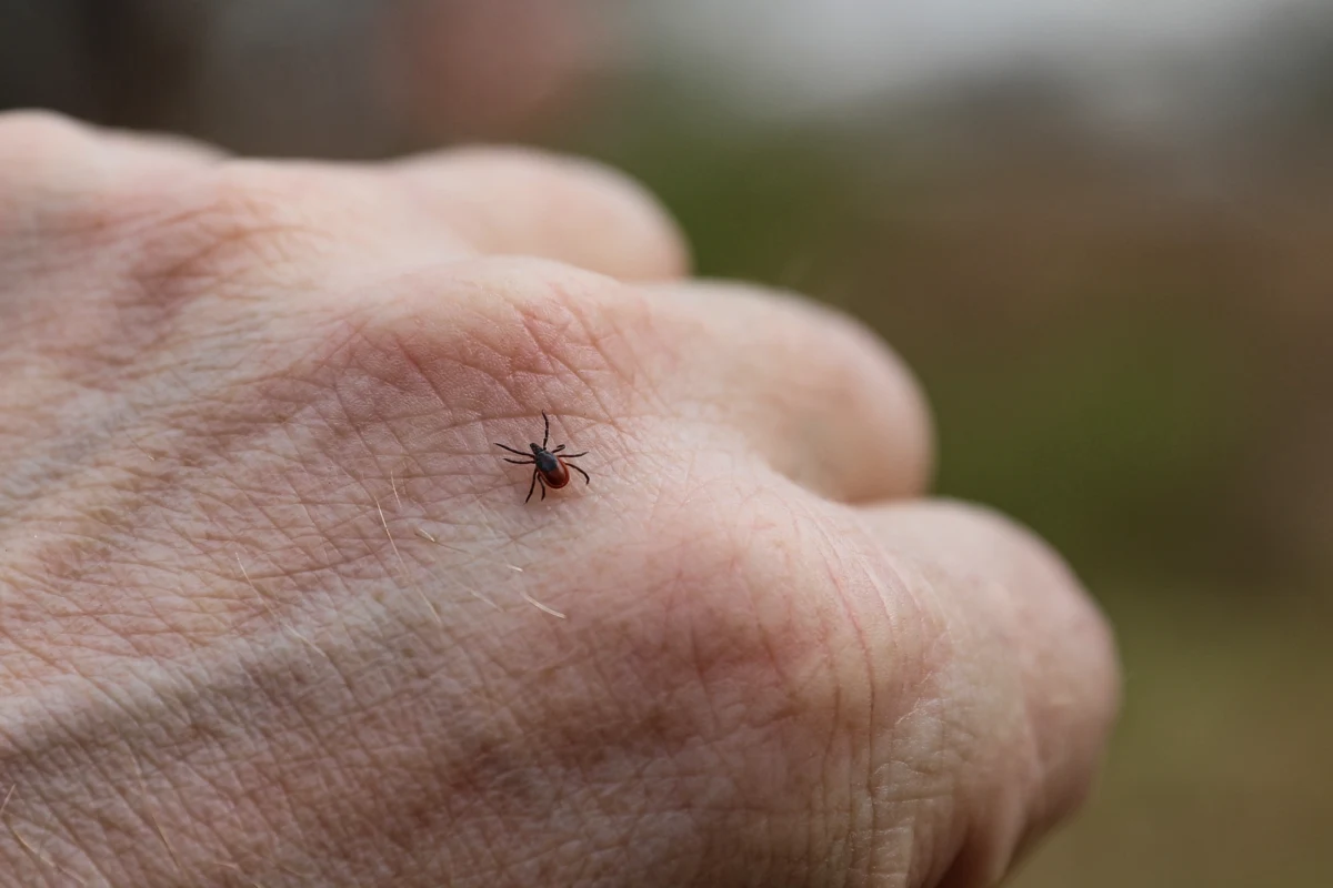 ​Kleszcze to nie tylko uciążliwe pasożyty, ale także poważne zagrożenie dla zdrowia. Borelioza i kleszczowe zapalenie mózgu zbierają swoje żniwo każdego roku. Badania szwedzkich biologów wskazują jednak, że skuteczna ochrona przed kleszczami może kryć się... w naszej kuchni.